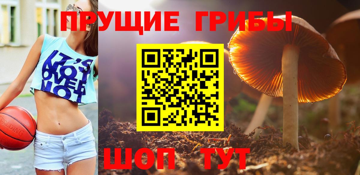 Галлюциногенные грибы Psilocybine cubensis Новошахтинск